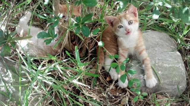 _猛龙奋勇直追,逆转取胜_,猛龙追击