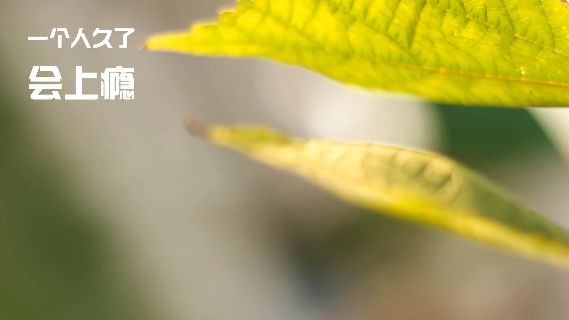 《Valorant枪火缭绕,冠军对决燃爆全场》,valorant 枪械