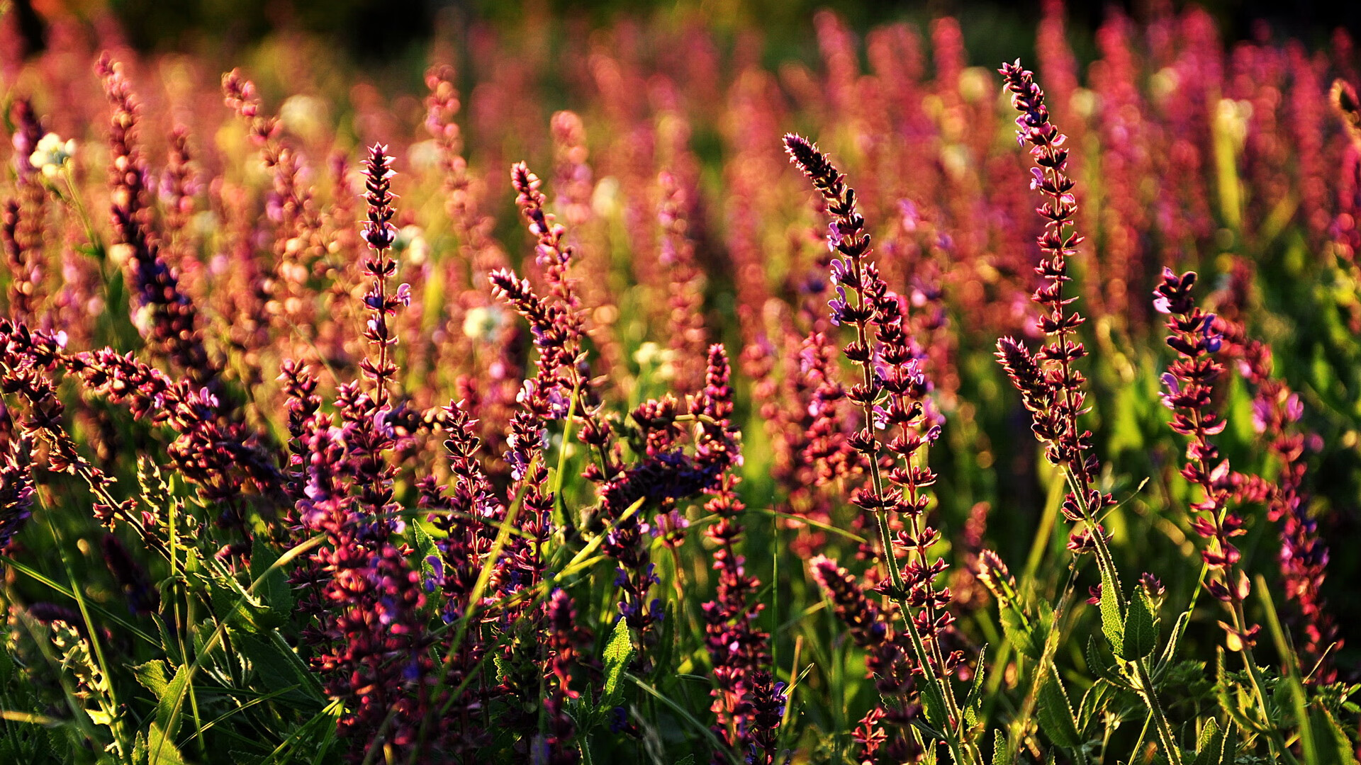 开云网页版-【冠军之路】运动员从训练到夺冠的全流程揭秘，运动员冠军灶