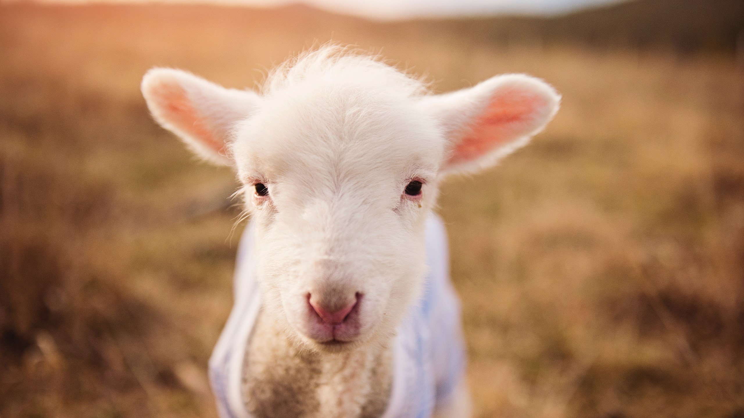 传奇教练的“战术秘籍”：从战术到心态的完美结合，教练传奇百科