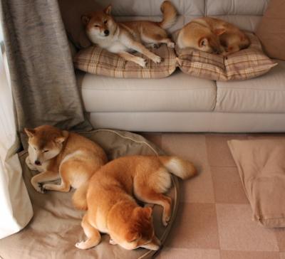 全国中学生足球联赛冠军队获邀参加国际比赛,全国中学生校园足球联赛