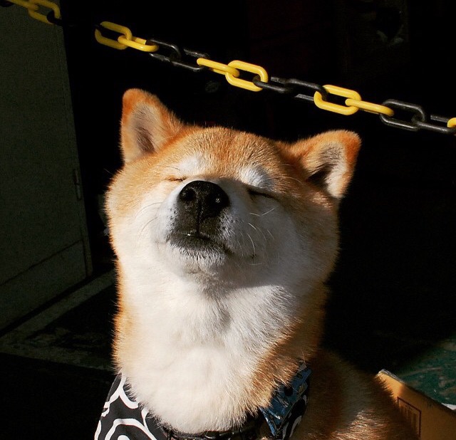 kaiyun中国官方网站-历史上的经典瞬间：WRC的黄金时刻回顾，wrc视频2020