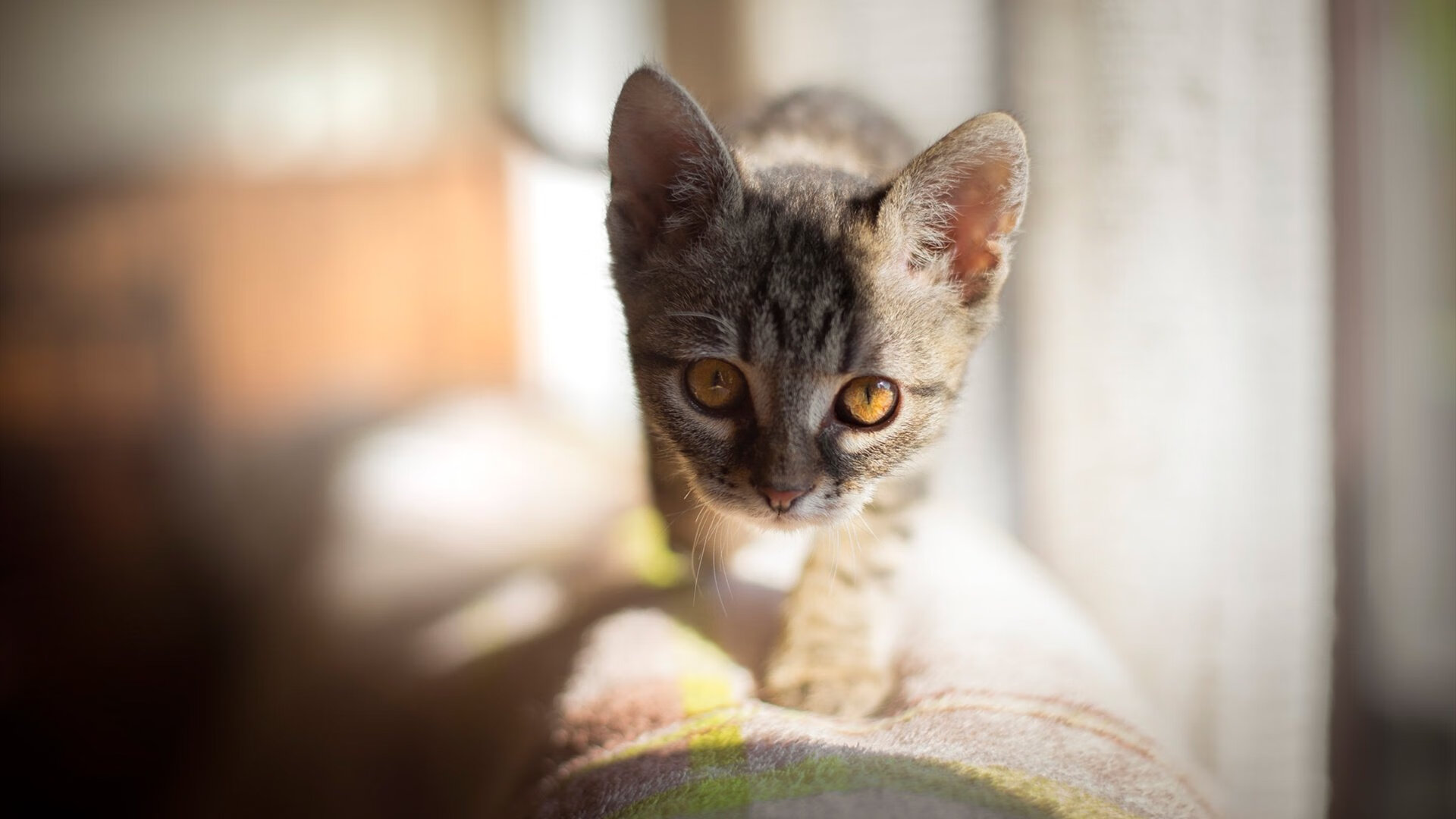 史上最激烈的季后赛“巅峰对决”，你只看了几场？，nba巅峰季后赛攻略