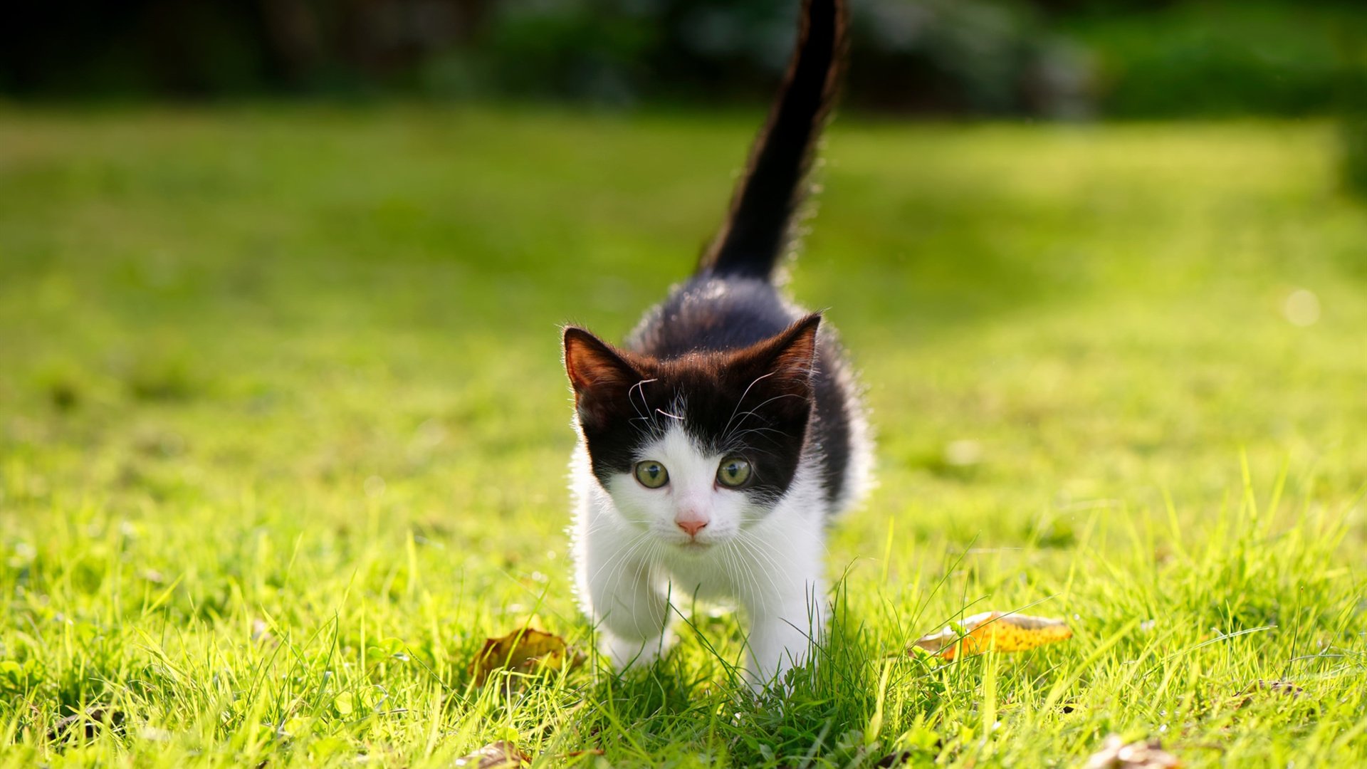 开云kaiyun-室内迷你高尔夫体验赛，趣味休闲新宠，迷你高尔夫球场设计