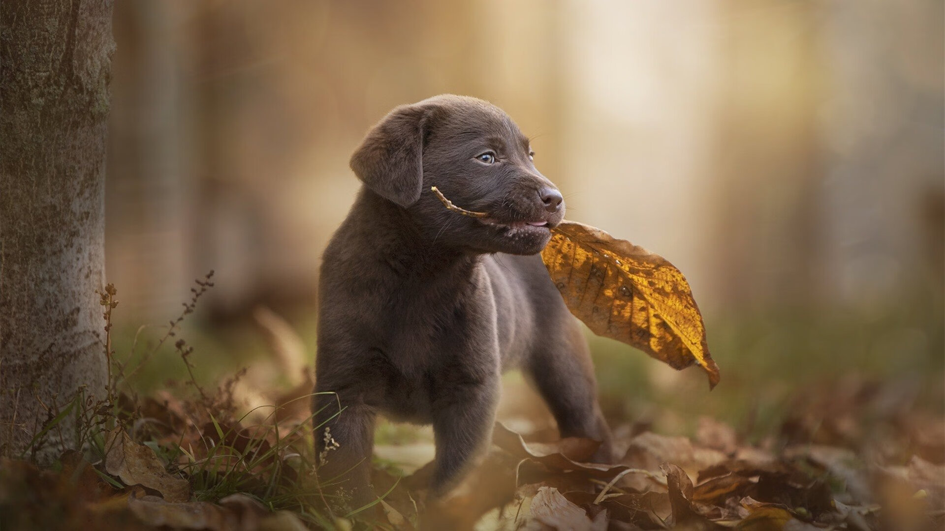 好评如潮:专家盛赞双方精彩表现与激烈对抗!,好评如潮模板