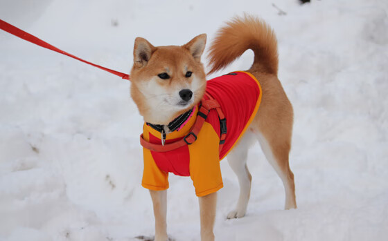 帕尔马老板豪掷千金,欲冲击顶级行列,帕尔马新老板