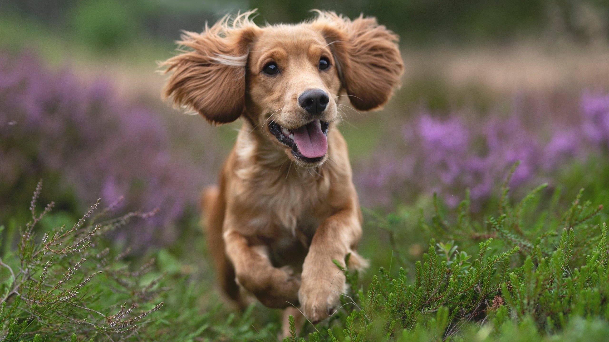 未来已来：电动WRC赛车挑战传统动力的速度极限，wrc 电动车