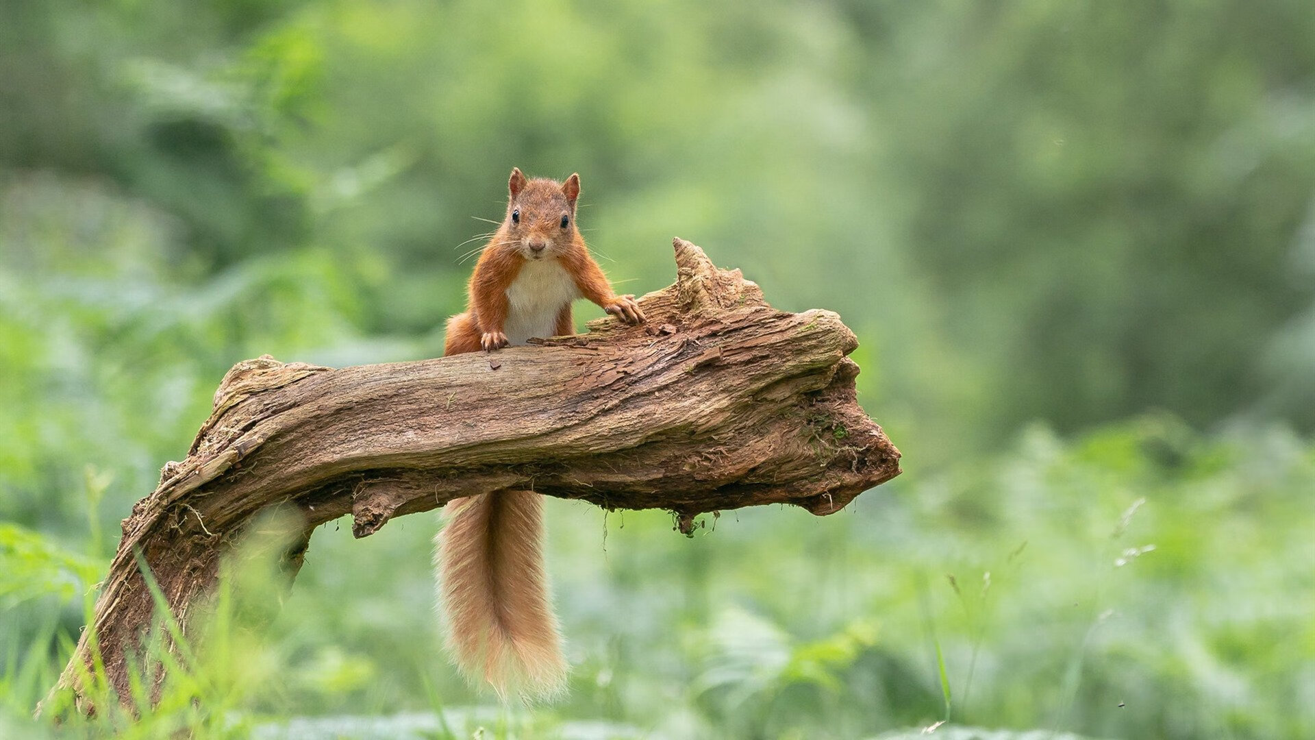 kaiyun官方网站-瑞士替补席自带小木屋取暖，观众羡慕疯了，瑞士的小木屋