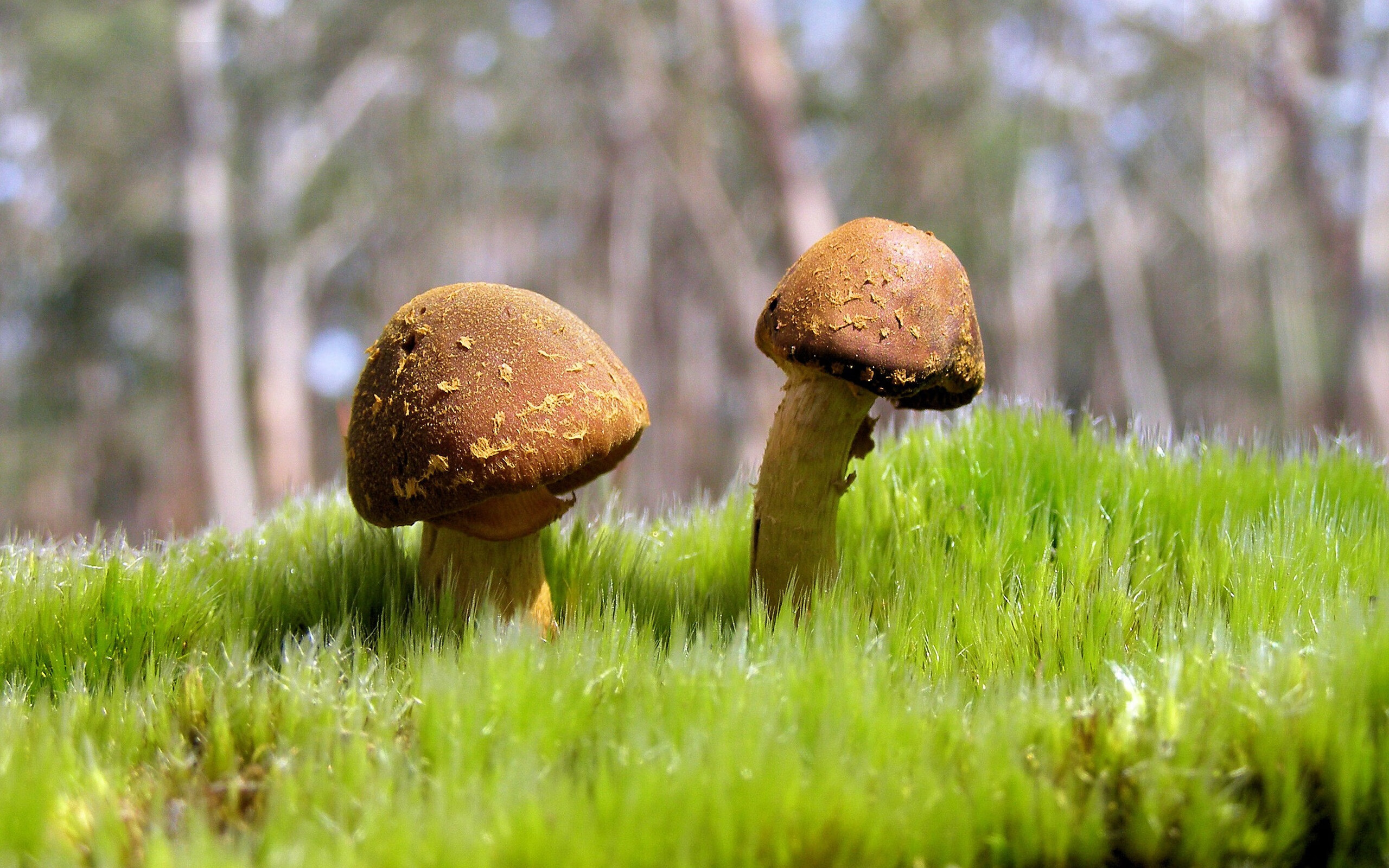 开云官方网站-转会：皇马签下一名欧洲潜力未来之星，布局未来，皇马转会预算