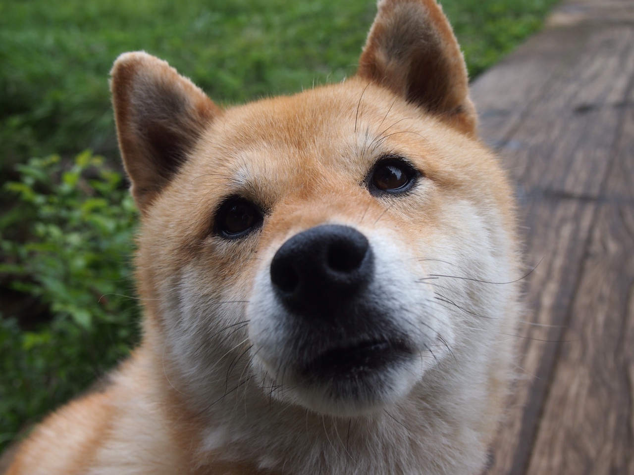 佛罗伦萨是否应引入高质量中场组织者,佛罗伦萨球队主场