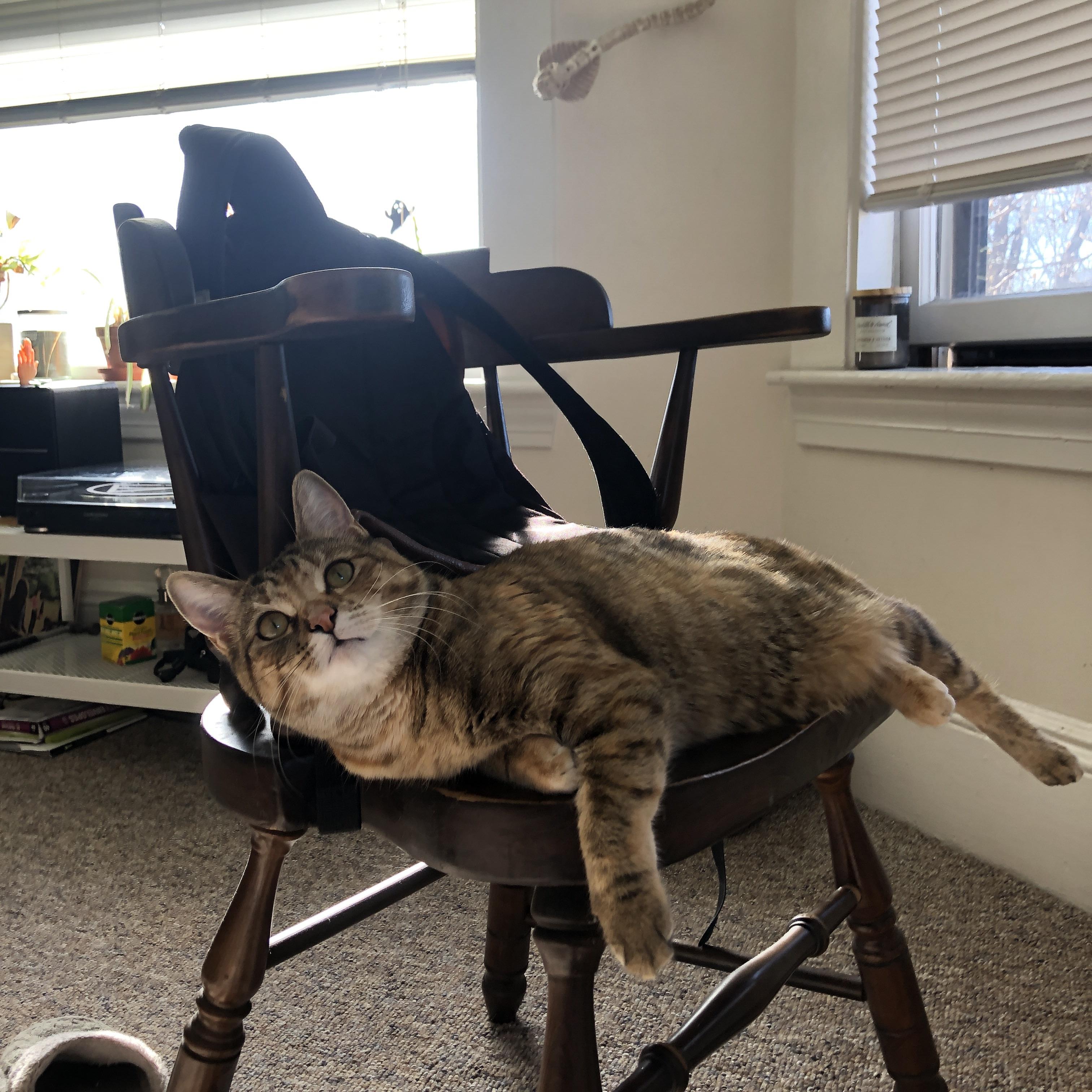 kaiyun开云·官方网站-克罗地亚马术协会推出青少年马术培训计划，培养未来骑手。，克罗地亚马克西姆资料