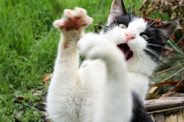 巴塞罗那豪取连胜,球队实力蒸蒸日上,巴塞罗那足球队百科