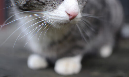 鹈鹕队全队合力战胜强敌，豪取四连胜，鹈鹕队的比赛