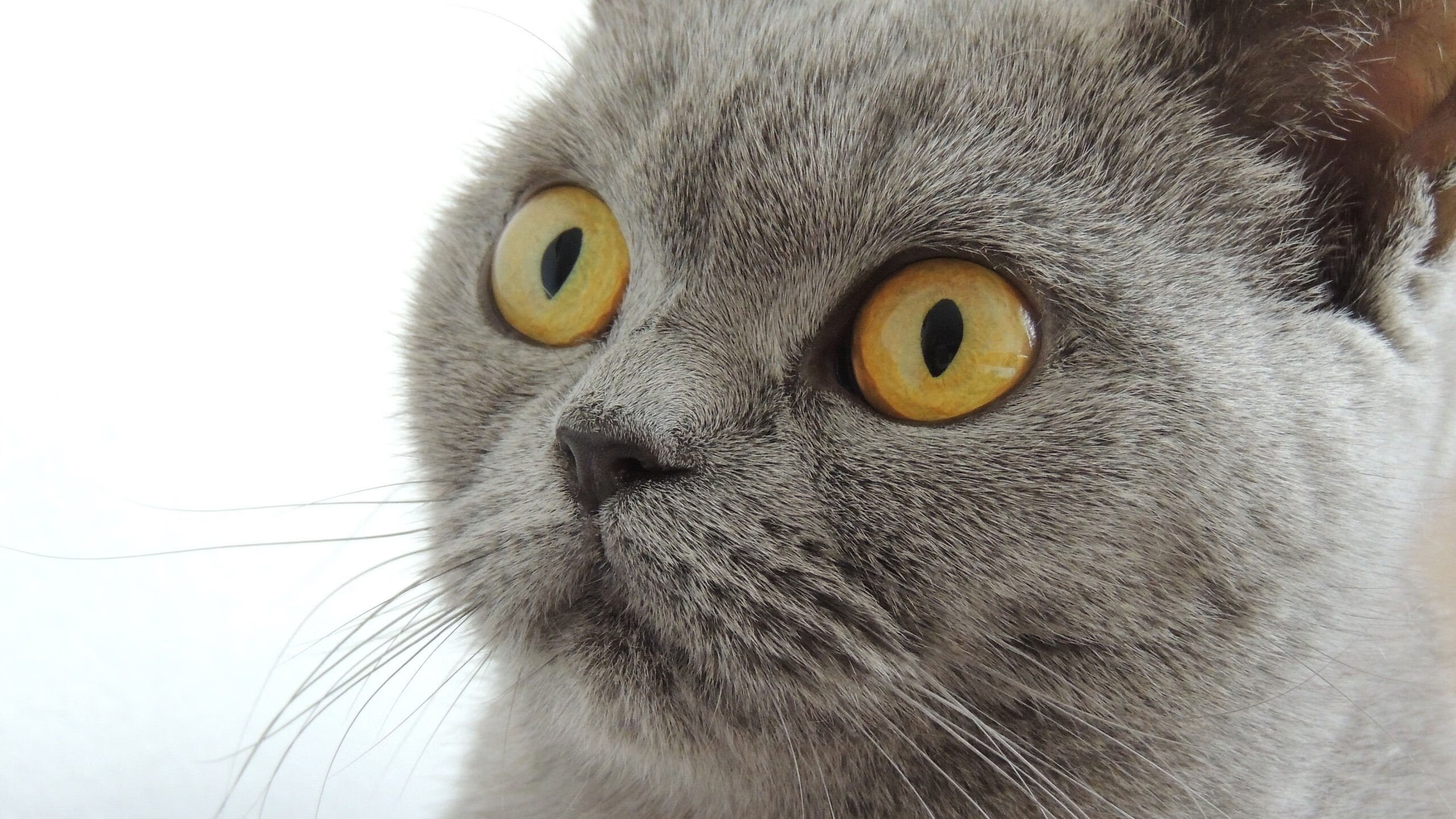 中国篮球职业联赛赛事安全管理体系,全国篮球职业联赛共12支篮球队参赛,实行主客场