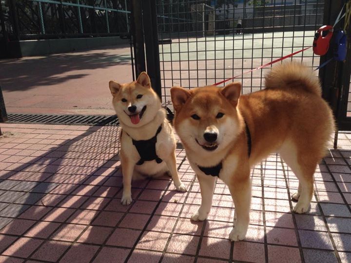 全国电竞精英赛高校组展实力,全国高校电竞超级联赛