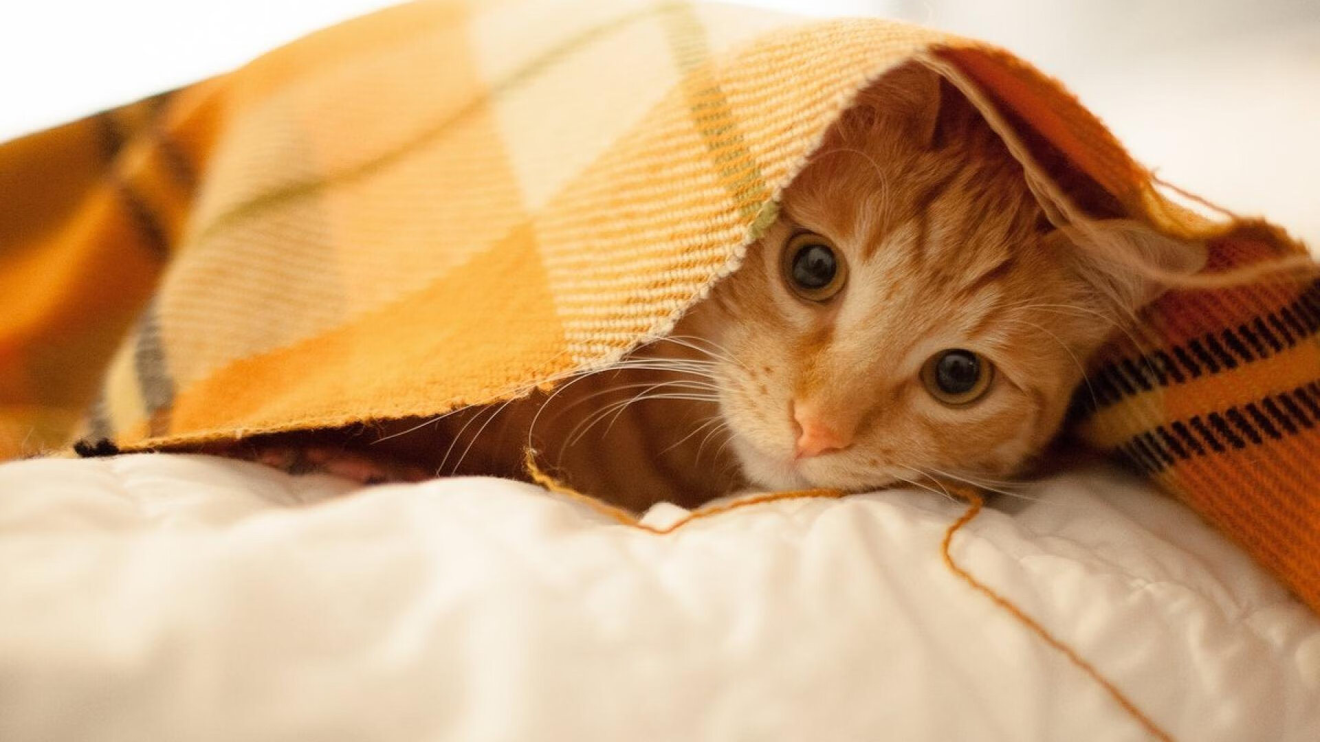 kaiyun官方网站-运动员职业素养提升计划，职业运动员训练计划