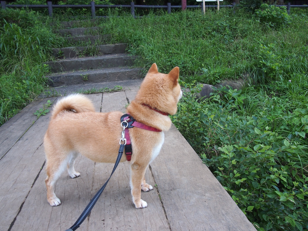 “2025世界游泳锦标赛:谁能成为泳坛的下一个传奇?”