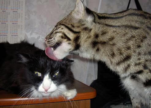 kaiyun网站-世界杯预选赛中超惨败 球迷情绪复杂，世界杯预选赛中超外援