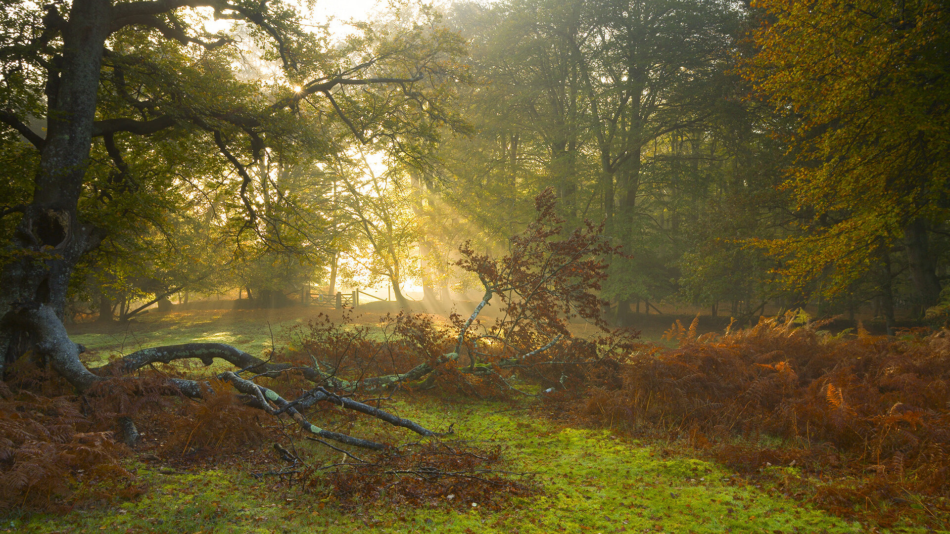 世界杯预选赛中超惨败 球迷情绪复杂,世界杯预选赛中超外援