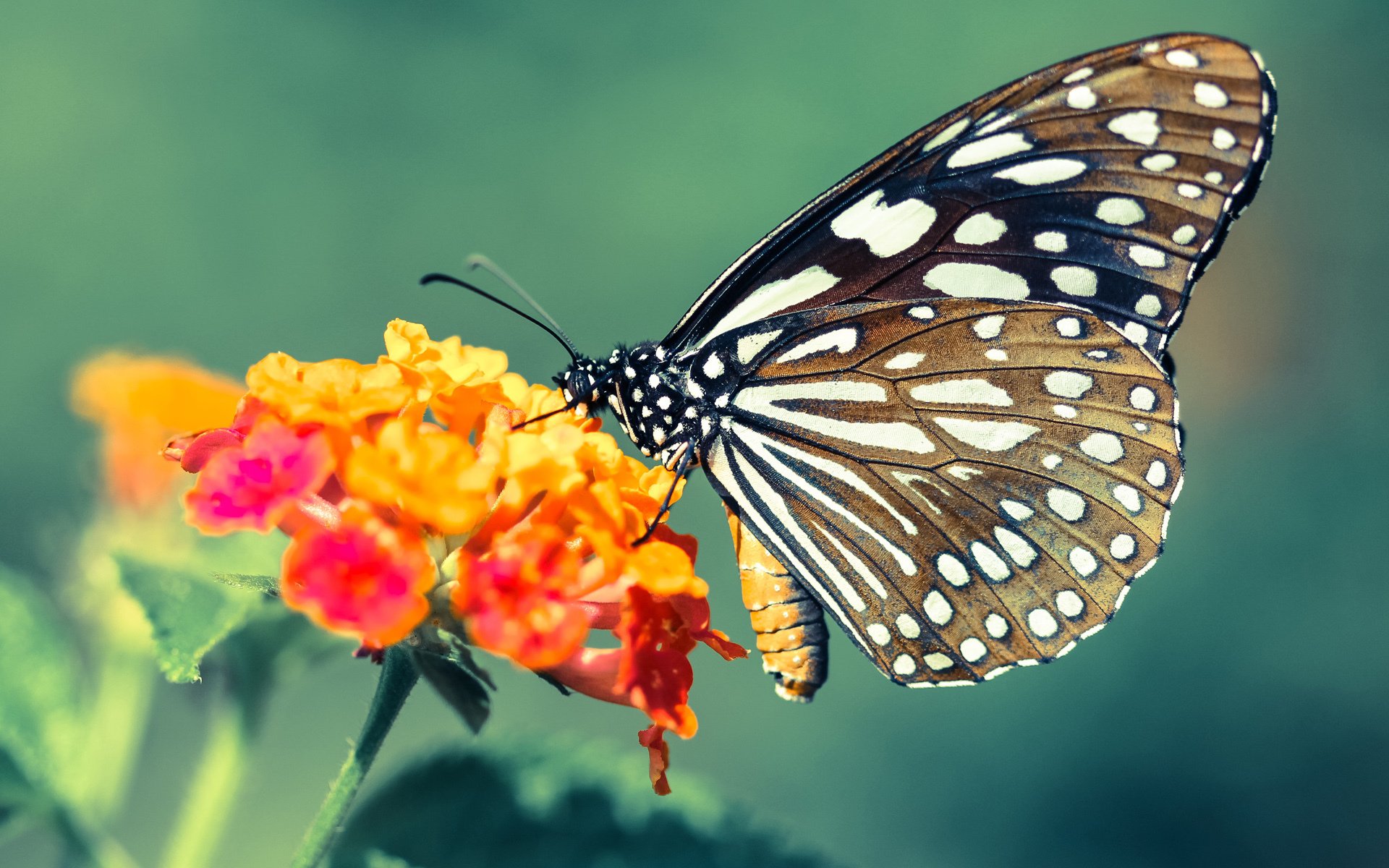 五大联赛中场组织效率是否因战术板细节呈现不同结果,五大联赛的打法风格