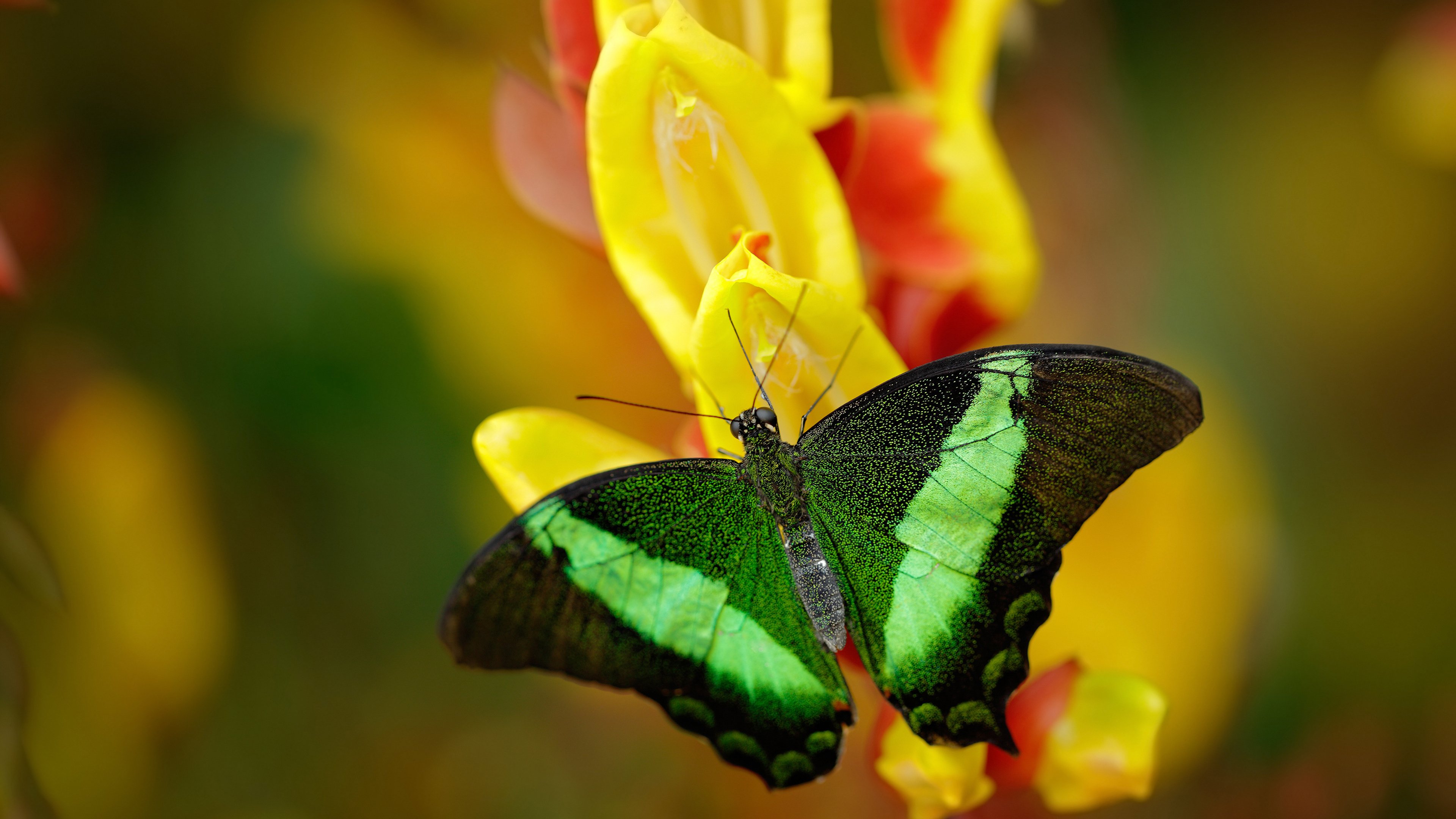 开云入口-足球进校园缺乏后续系统支持，足球进校园政策