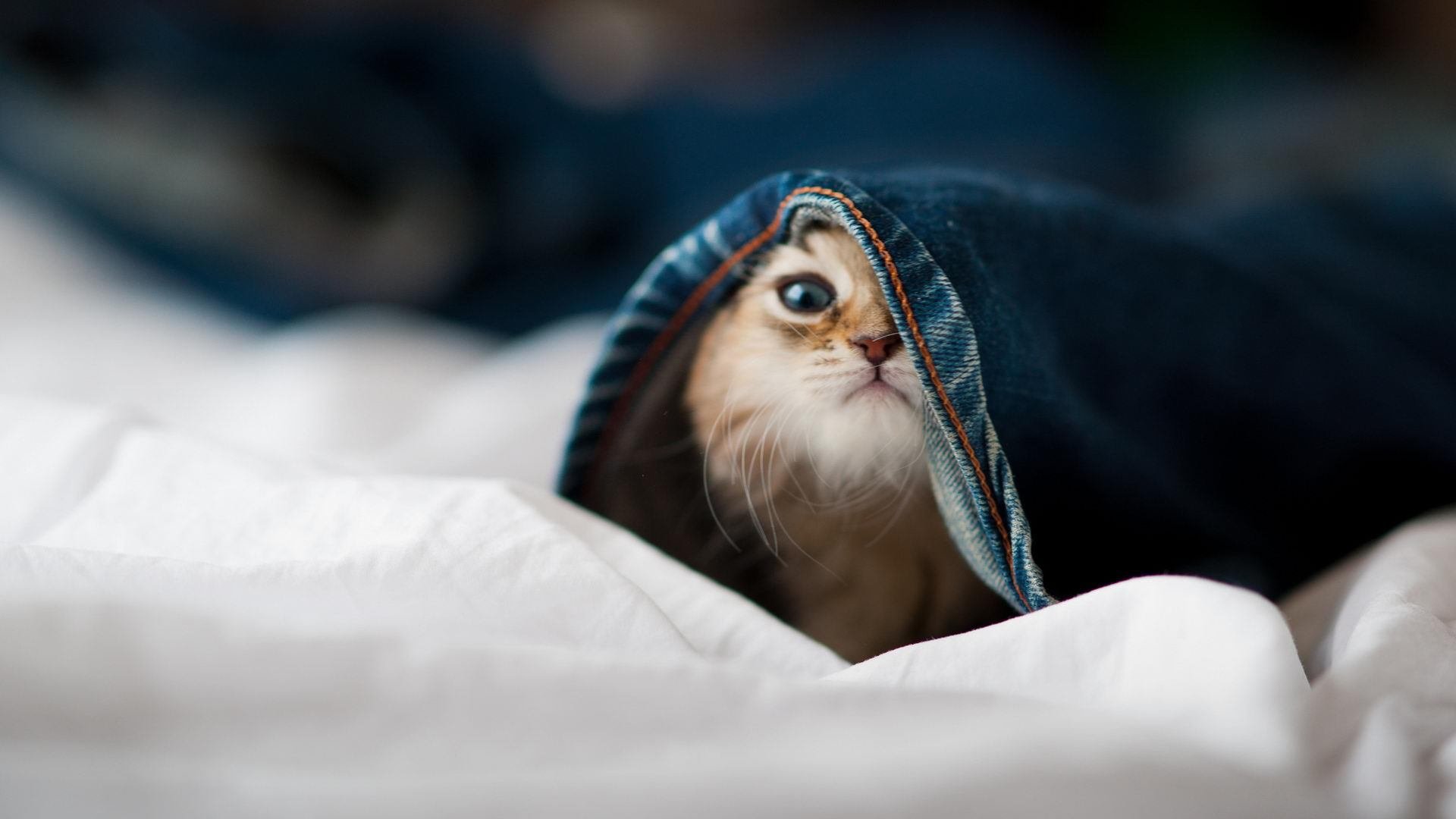 东契奇内外兼修带领独行侠稳住局势，东契奇39分独行侠再胜快船