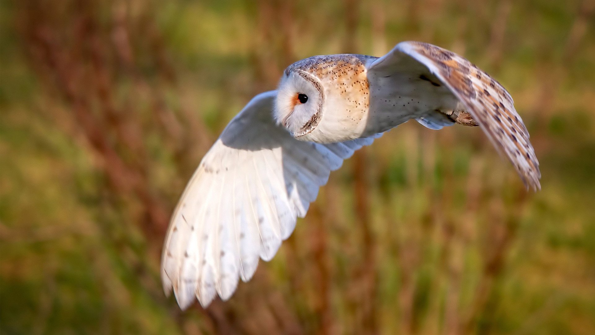 开云·体育官网-巴黎圣日耳曼持续领跑法甲，豪取多连胜