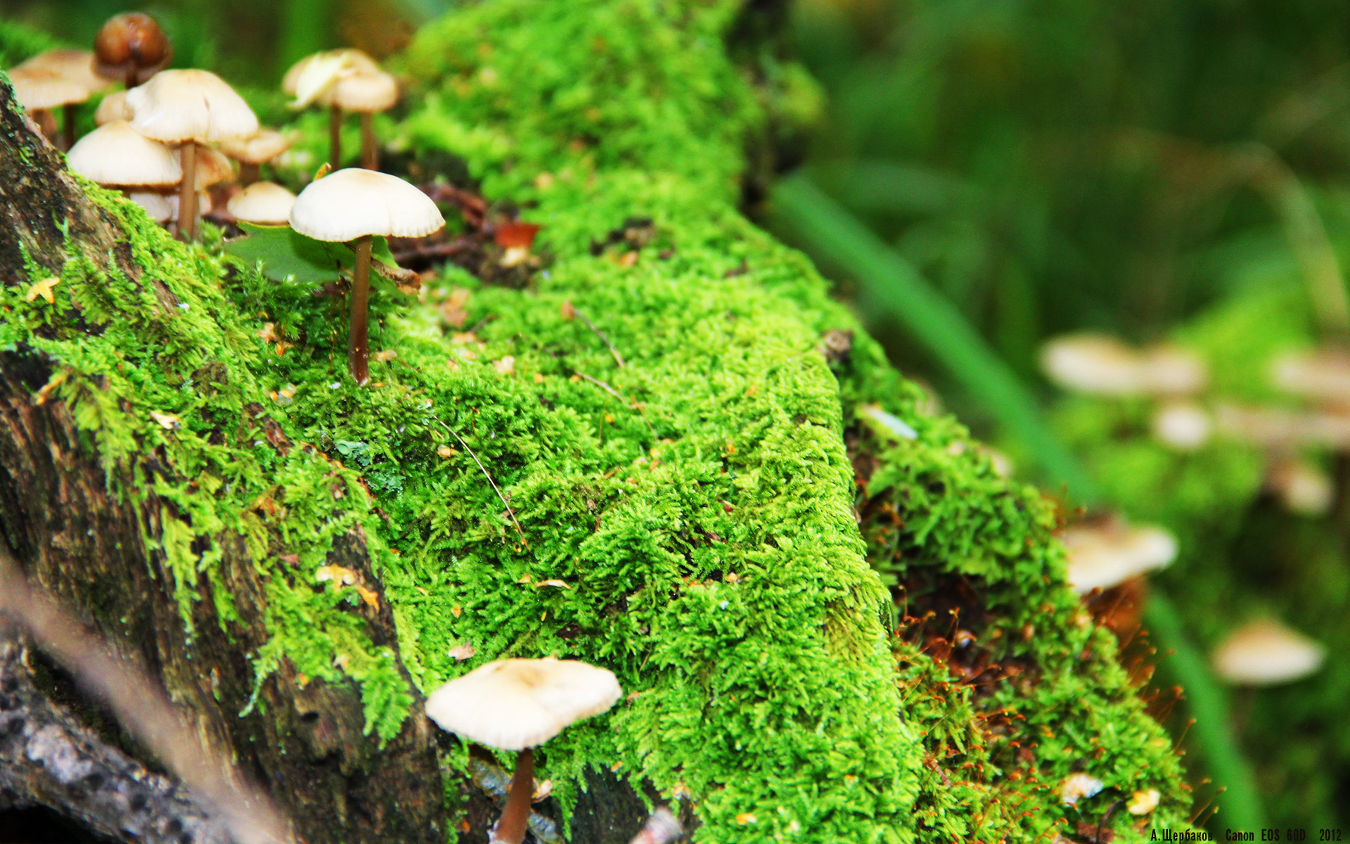 意甲传控盛宴：一场场精彩连续！，意甲传奇球星