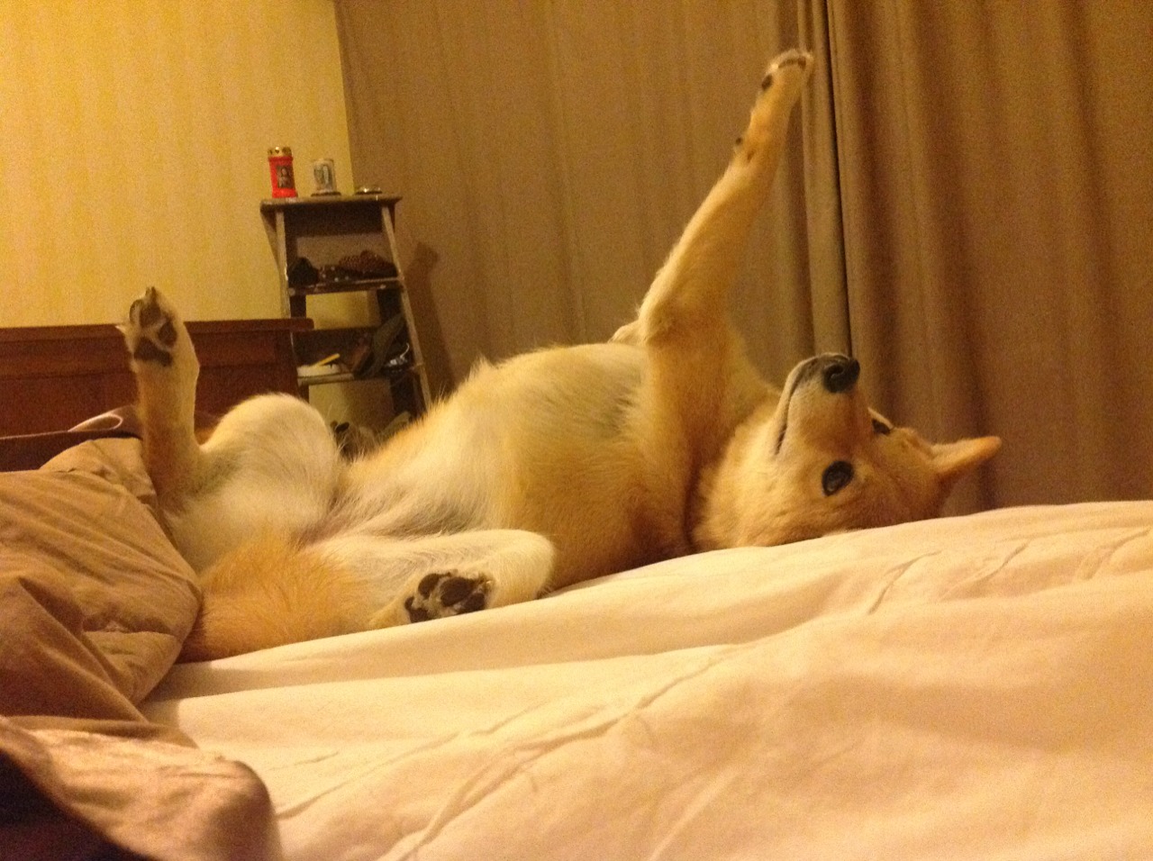 斯洛伐克女篮在欧洲预赛中战绩佳，期待奥运入场券，斯洛伐克欧洲杯预选赛比分