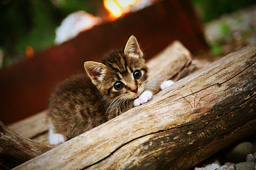 澳大利亚袋鼠队的前锋线冲击力,持续压制对手,澳大利亚袋鼠问题