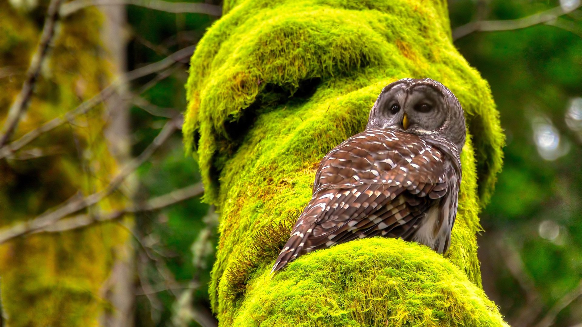 西甲激情无限：明星毛片挑战极限！，毛寸女明星